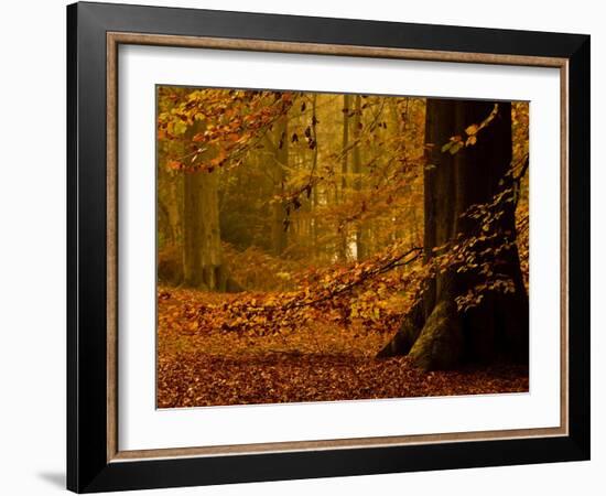 It's Raining Leaves-Doug Chinnery-Framed Photographic Print