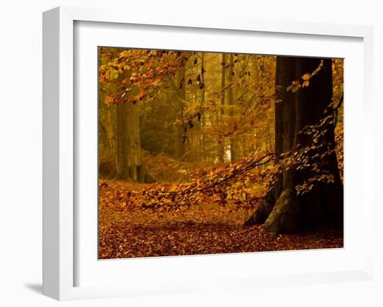 It's Raining Leaves-Doug Chinnery-Framed Photographic Print