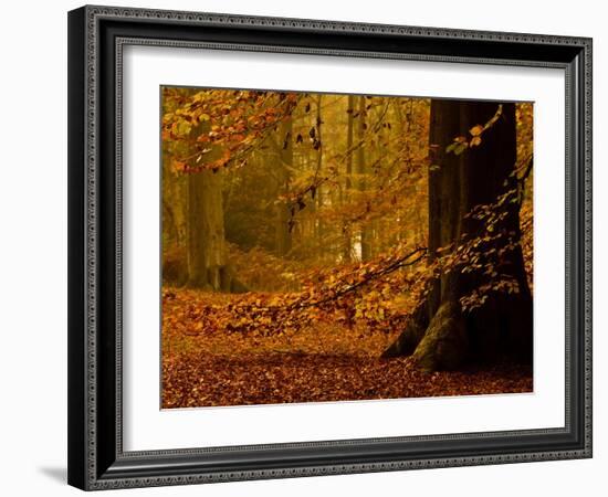 It's Raining Leaves-Doug Chinnery-Framed Photographic Print