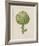 Italian Artichoke-Basilius Besler-Framed Giclee Print