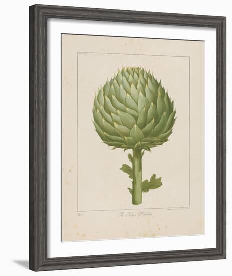 Italian Artichoke-Basilius Besler-Framed Giclee Print