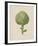 Italian Artichoke-Basilius Besler-Framed Giclee Print