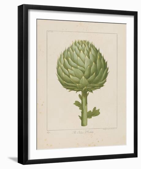 Italian Artichoke-Basilius Besler-Framed Giclee Print