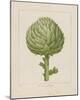 Italian Artichoke-Basilius Besler-Mounted Giclee Print