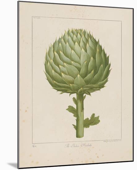 Italian Artichoke-Basilius Besler-Mounted Giclee Print