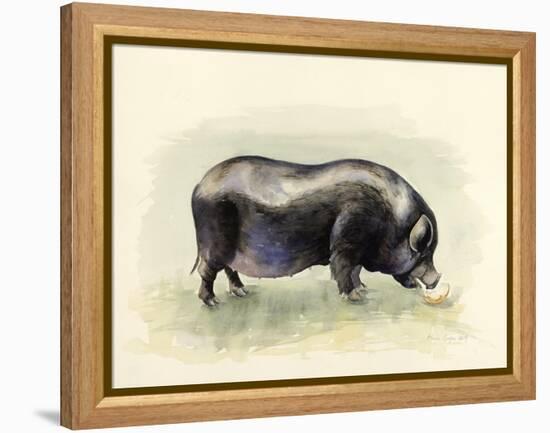 Italian Black Pig-Alison Cooper-Framed Premier Image Canvas