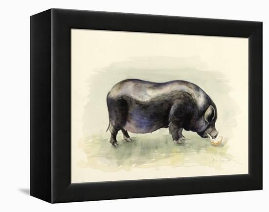 Italian Black Pig-Alison Cooper-Framed Premier Image Canvas