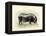 Italian Black Pig-Alison Cooper-Framed Premier Image Canvas