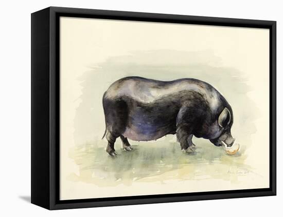 Italian Black Pig-Alison Cooper-Framed Premier Image Canvas