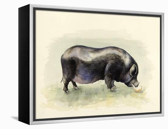 Italian Black Pig-Alison Cooper-Framed Premier Image Canvas