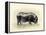 Italian Black Pig-Alison Cooper-Framed Premier Image Canvas