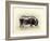 Italian Black Pig-Alison Cooper-Framed Giclee Print