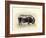 Italian Black Pig-Alison Cooper-Framed Giclee Print