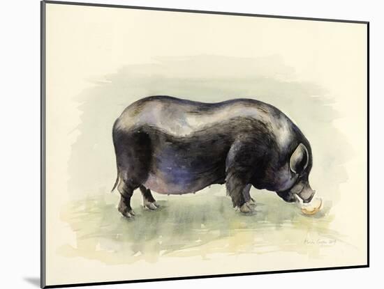 Italian Black Pig-Alison Cooper-Mounted Giclee Print