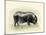 Italian Black Pig-Alison Cooper-Mounted Giclee Print