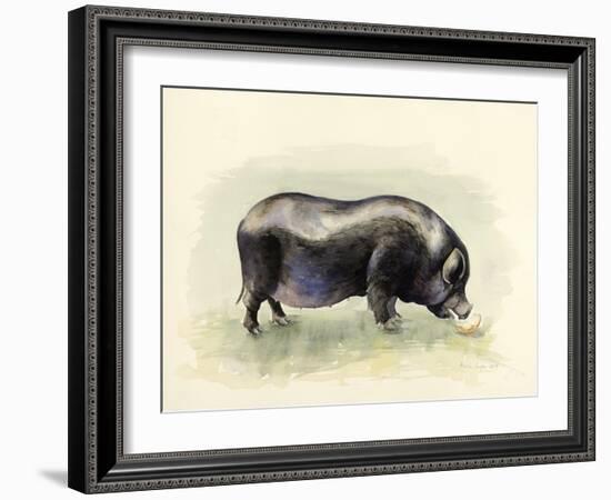 Italian Black Pig-Alison Cooper-Framed Giclee Print