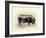 Italian Black Pig-Alison Cooper-Framed Giclee Print