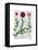 Italian Carnation 2-Fab Funky-Framed Stretched Canvas