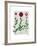 Italian Carnation 2-Fab Funky-Framed Art Print