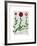 Italian Carnation 2-Fab Funky-Framed Art Print