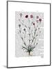 Italian Carnation 5-Fab Funky-Mounted Art Print