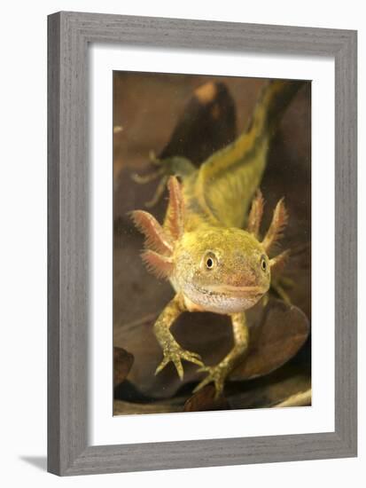 Italian Crested Newt Larva in Habitat-null-Framed Photographic Print