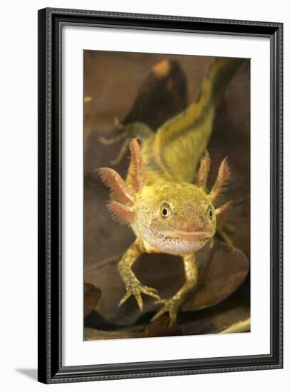 Italian Crested Newt Larva in Habitat-null-Framed Photographic Print