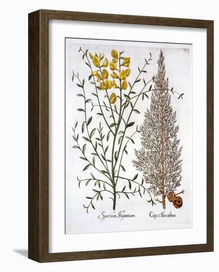 Italian Cypress and Spanish Broom, from 'Hortus Eystettensis', by Basil Besler (1561-1629), Pub. 16-German School-Framed Giclee Print