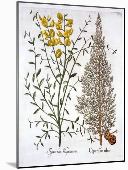 Italian Cypress and Spanish Broom, from 'Hortus Eystettensis', by Basil Besler (1561-1629), Pub. 16-German School-Mounted Giclee Print