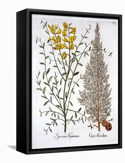 Italian Cypress and Spanish Broom, from 'Hortus Eystettensis', by Basil Besler (1561-1629), Pub. 16-German School-Framed Premier Image Canvas