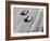 Italian Grand Prix, Monza, 1961-null-Framed Photographic Print