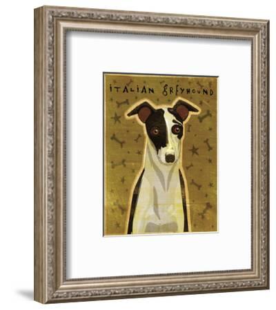 black and white italian greyhound
