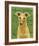 Italian Greyhound (Fawn)-John Golden-Framed Giclee Print