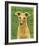 Italian Greyhound (Fawn)-John Golden-Framed Giclee Print