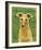 Italian Greyhound (Fawn)-John Golden-Framed Giclee Print