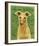 Italian Greyhound (Fawn)-John Golden-Framed Giclee Print