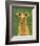 Italian Greyhound (Fawn)-John W^ Golden-Framed Art Print