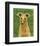 Italian Greyhound (Fawn)-John W^ Golden-Framed Art Print