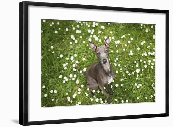 Italian Greyhound, Flower Field, Sitting, Looking at Camera-S. Uhl-Framed Photographic Print