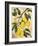 Italian Harvest, Lemons-Doris Allison-Framed Giclee Print