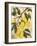 Italian Harvest, Lemons-Doris Allison-Framed Giclee Print