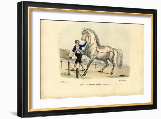 Italian Horse, 1863-79-Raimundo Petraroja-Framed Giclee Print