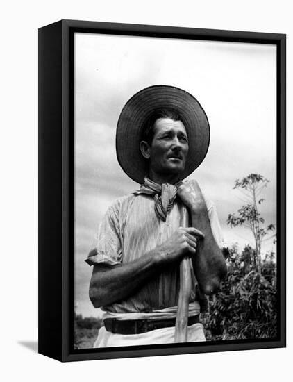 Italian Man Working in the Field, Cleaning the Coffee Trees-John Phillips-Framed Premier Image Canvas