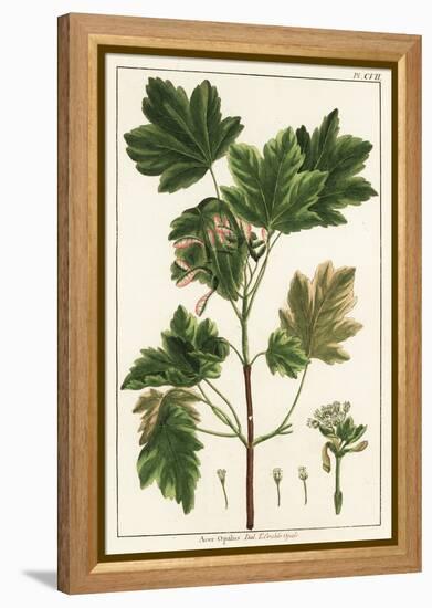 Italian Maple, Acer Opalus, Italian-Unknown Artist-Framed Premier Image Canvas