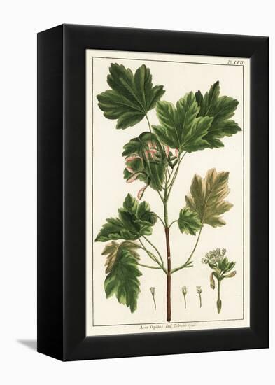 Italian Maple, Acer Opalus, Italian-Unknown Artist-Framed Premier Image Canvas