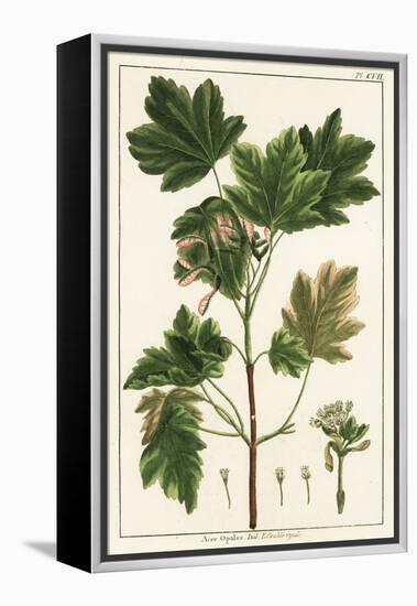 Italian Maple, Acer Opalus, Italian-Unknown Artist-Framed Premier Image Canvas