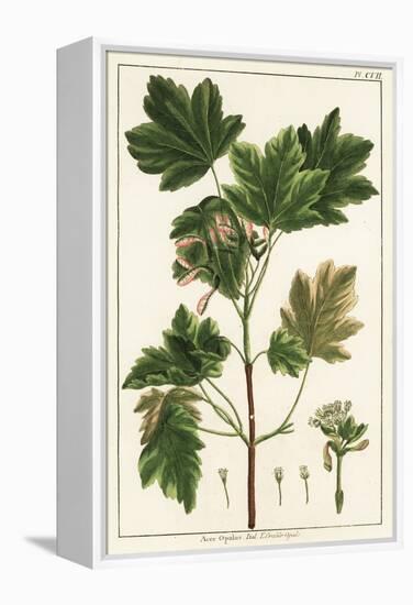 Italian Maple, Acer Opalus, Italian-Unknown Artist-Framed Premier Image Canvas