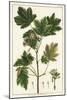 Italian Maple, Acer Opalus, Italian-Unknown Artist-Mounted Giclee Print