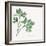 Italian Parsley-Chris Paschke-Framed Art Print