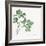 Italian Parsley-Chris Paschke-Framed Art Print